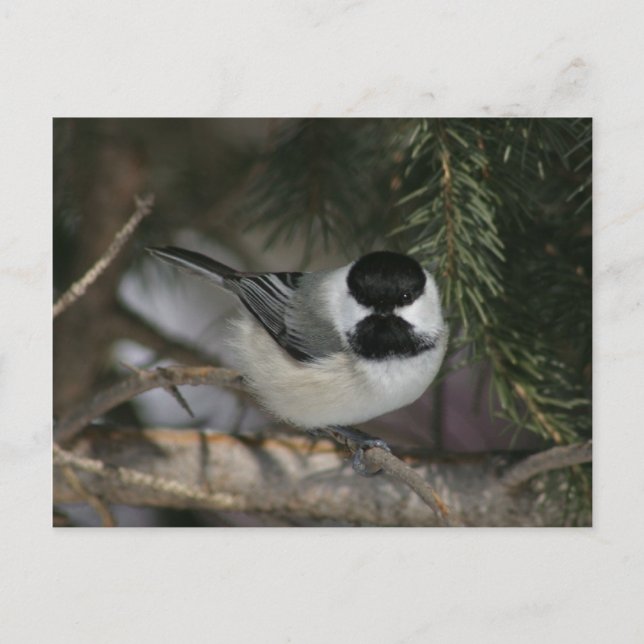 Black Capped Chickadee Wildlife Series #3 Postcard Postkarte (Vorderseite)