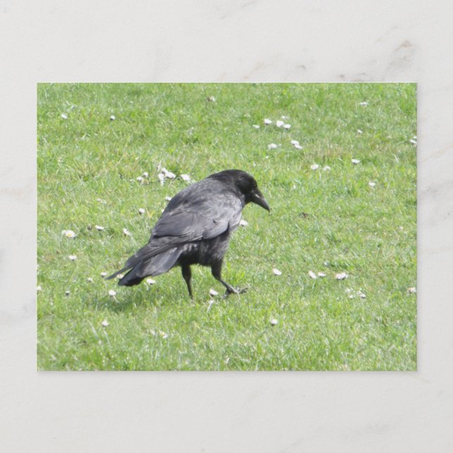 Black Carrion Crow Postkarte (Vorderseite)