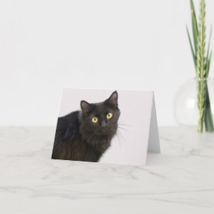 Black Cat Blank Card nach Fokus für eine Sache Karte