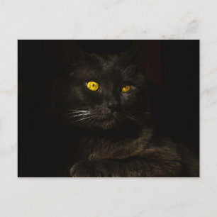 Black cat - Carte postale