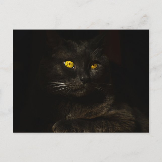 Black cat - Carte postale (Devant)