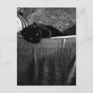 Black Cat Composite Postkarten