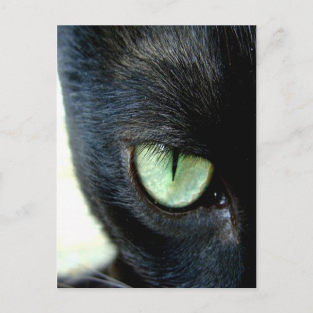 Black Cat Eye Postkarte (Vorderseite)