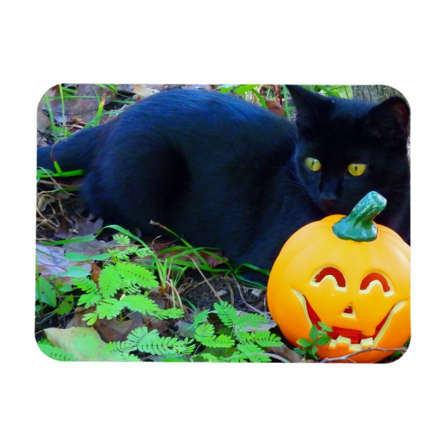 Black Cat Fall Foto Magnet (Horizontal)
