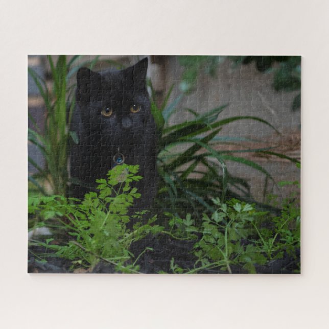 Black Cat Hidden in the Pflanzgut, 520 Stück (Horizontal)