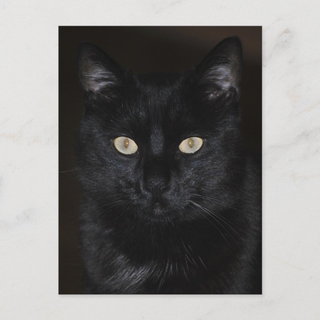 Black Cat Portrait Postkarte (Vorderseite)