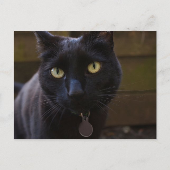 Black Cat Postcard Postkarte (Vorderseite)