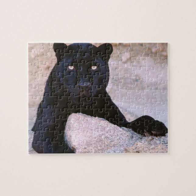 Black Cat Puzzle (Horizontal)