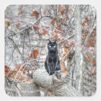 Black Cat Sitting Outdoors Quadratischer Aufkleber