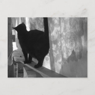 Black Cat Walks weg - Postkarte