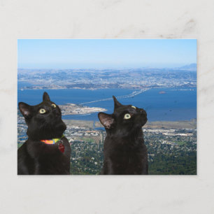 Black Cats Vue de la carte postale de la prison de