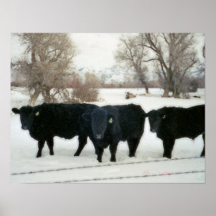 Black Cattle in Snow Poster