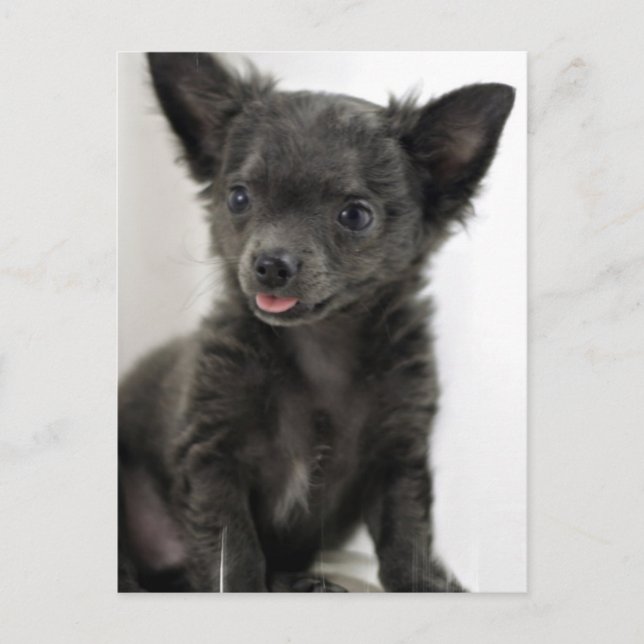 Black Chihuahua Postcard Postkarte (Vorderseite)