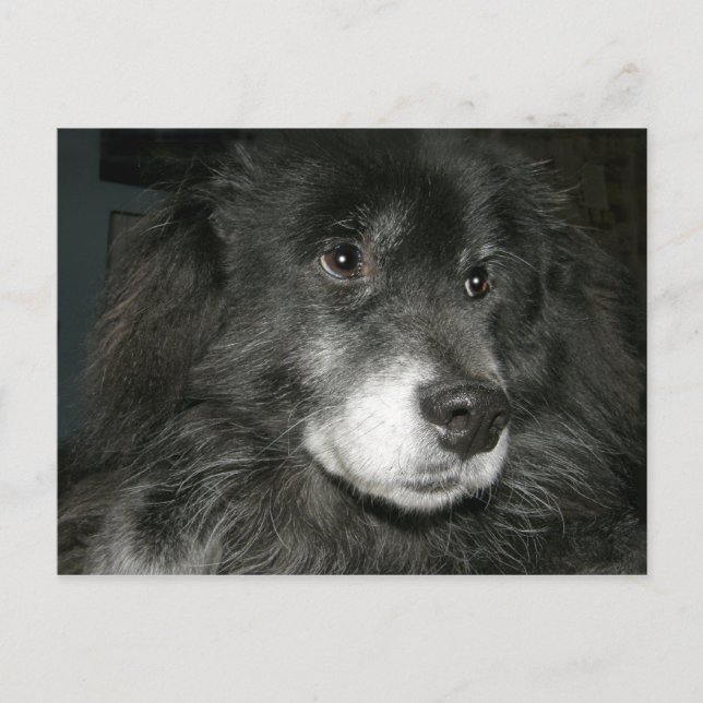 Black Chow Chow Mix Foto Postkarte (Vorderseite)