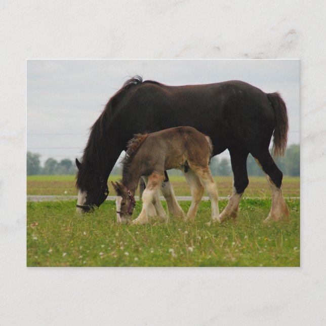 Black Clydesdale und Filly Postkarte (Vorderseite)