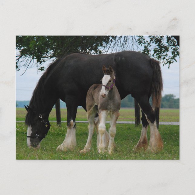Black Clydesdale und Filly Postkarte (Vorderseite)