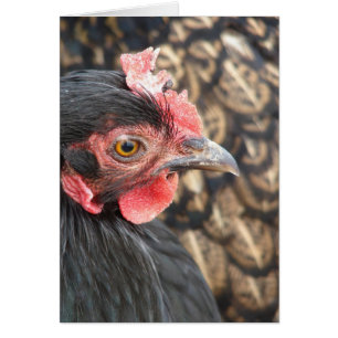 Black Cochin Hen