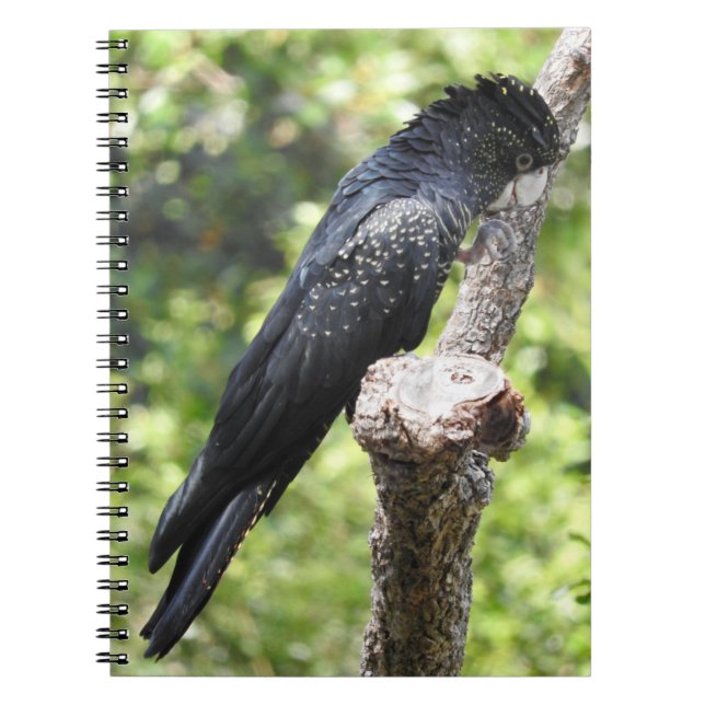 Black Cockatoo-Notebook Notizblock (Vorderseite)