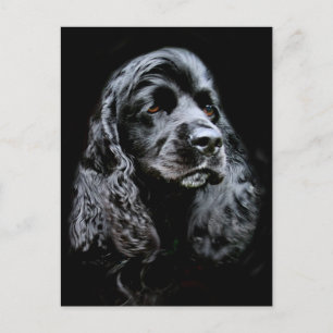 Black Cocker Spanel Postkarte