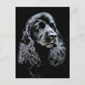 Black Cocker Spanel Postkarte