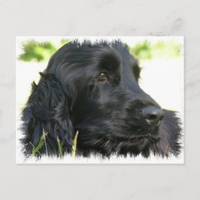 Black Cocker Spaniel Hund Postkarte (Vorderseite)