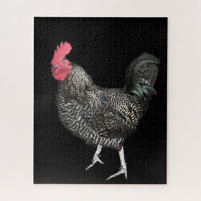 Black Cockerel No. 4 (Vertikal)