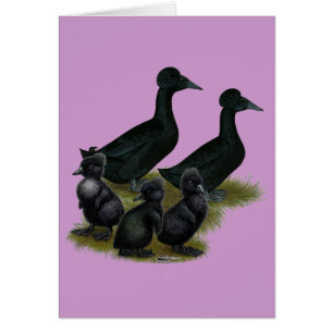 Black Crested Duck Family