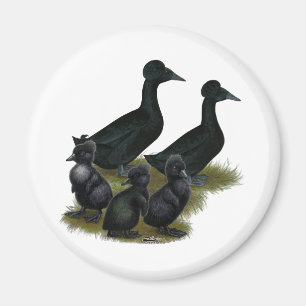 Black Crested Duck Family Magnet