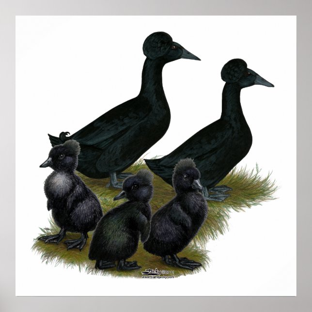 Black Crested Duck Family Poster (Vorne)