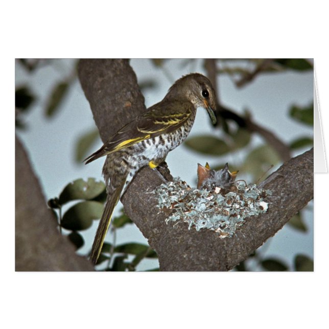 Black Cuckoo Shrike (Vorderseite (Horizontal))