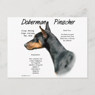 Black Doberman Pinscher History Postkarte
