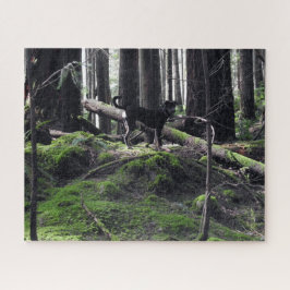 Black Dog Labrador Shepherd Forest Woods Picture F