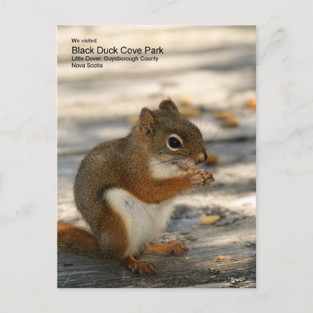 Black Duck Cove Park Postkarte (Vorderseite)