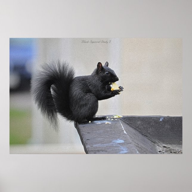 Black Eichhörnchen Eating Apple Wildlife Foto Prin Poster (Vorne)