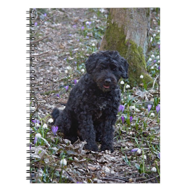 Black English Springer Spaniel Notizblock (Vorderseite)