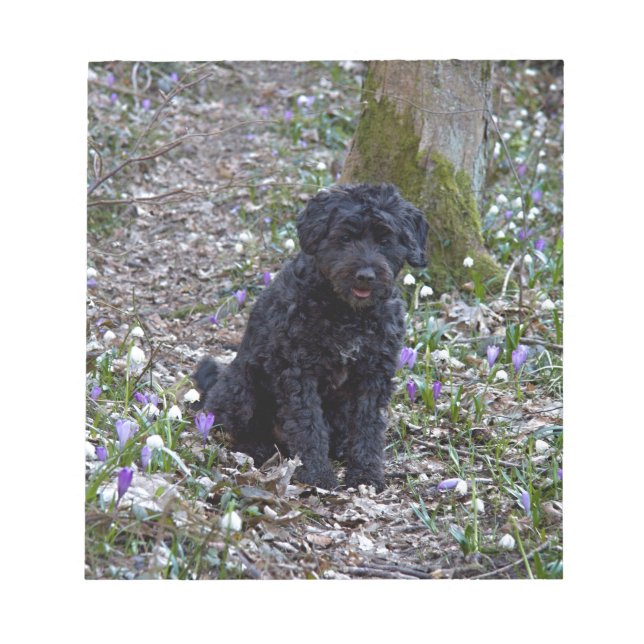 Black English Springer Spaniel Notizblock (Vorderseite)