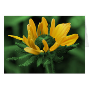 Black Eyed Susan en Green Flower Card