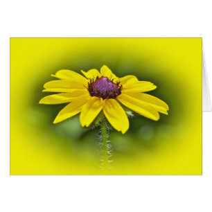 Black Eyed Susan Fleur sauvage