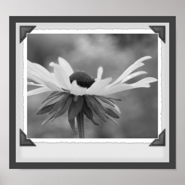 Black Eyed Susan Floral Noir Et Blanc Impression (Devant)