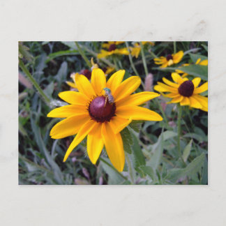 Black-Eyed Susan Postcard Postkarte