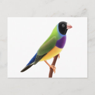 Black Faced Gouldian Finch Postkarte