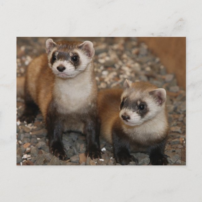 Black-Footed Ferret Wildlife Series # 7 Postcard Postkarte (Vorderseite)