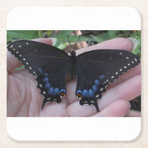 Black Frack Butterfly #1