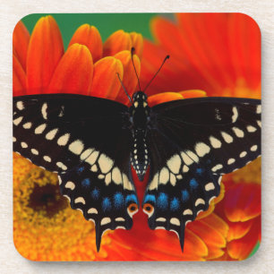 Black Frack Butterfly auf Gerberia Daisy Getränkeuntersetzer