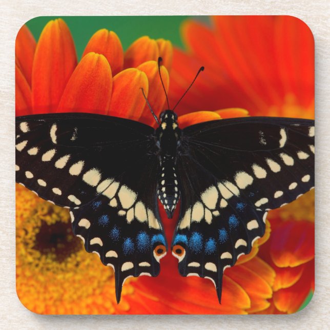 Black Frack Butterfly auf Gerberia Daisy Getränkeuntersetzer (Vorderseite)