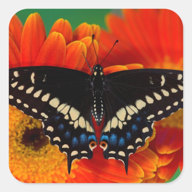 Black Frack Butterfly auf Gerberia Daisy Quadratischer Aufkleber (Vorderseite)