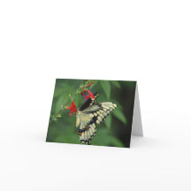 Black Frack Butterfly Blank Grußkarte