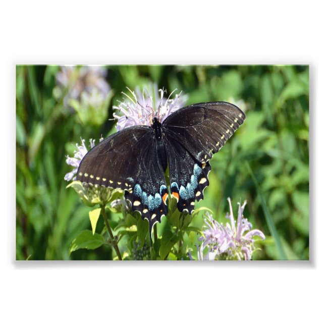 Black Frack Butterfly Fotodruck (Vorne)