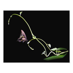 Black Frack Butterfly Fotodruck