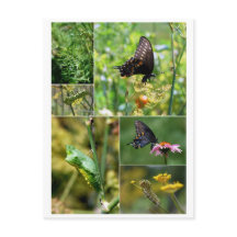 Black Frack Butterfly Life Cycle Postcard